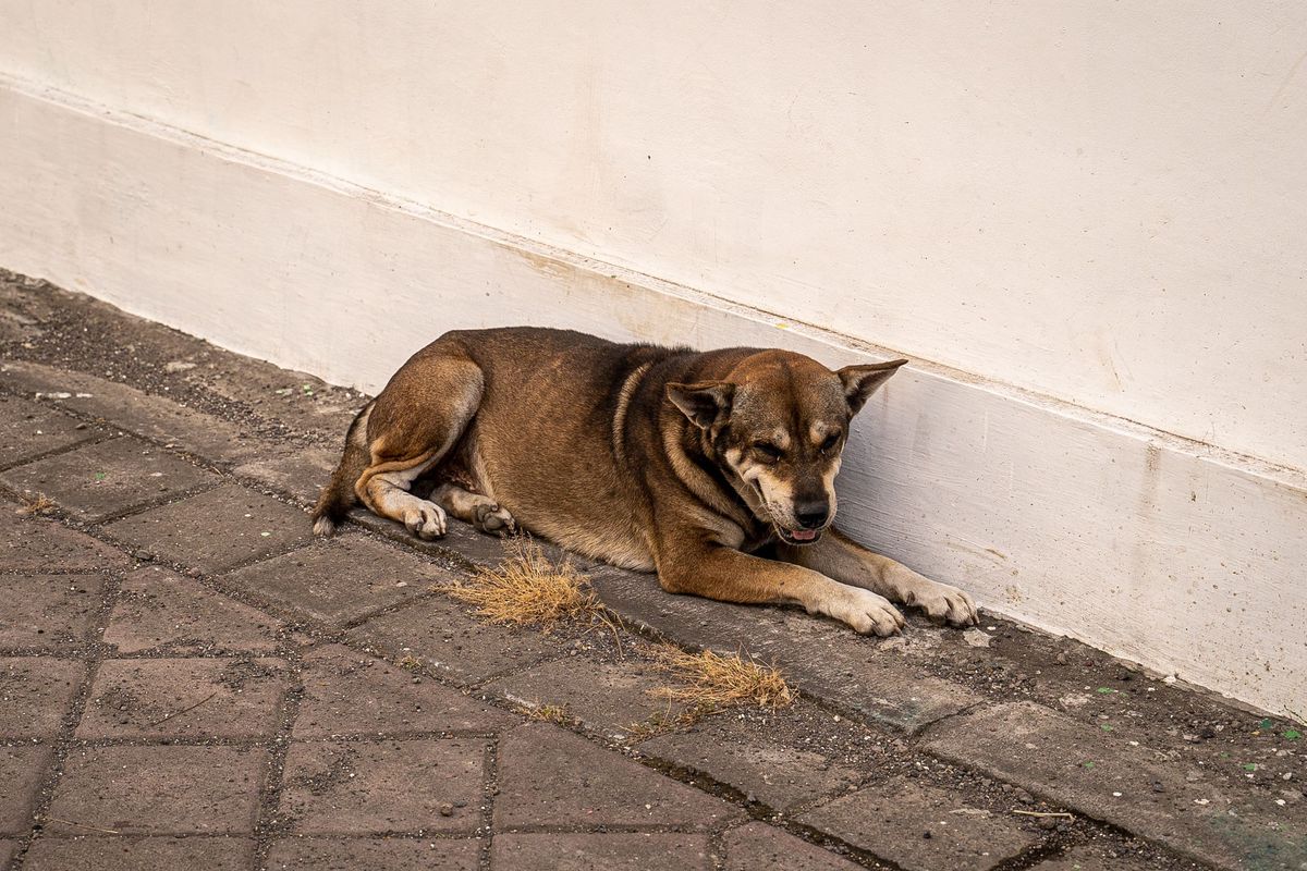 Photo 633
